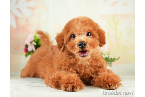 成約済の千葉県のトイプードル-272155の1枚目