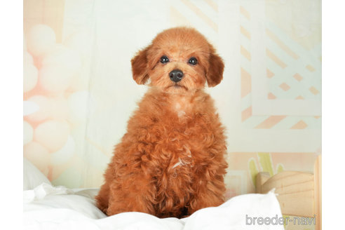 成約済の千葉県のトイプードル-272155の2枚目