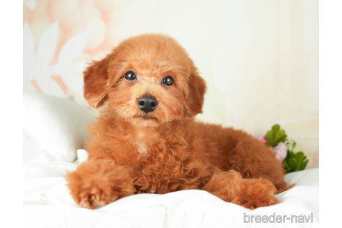 成約済の千葉県のトイプードル-272155の3枚目