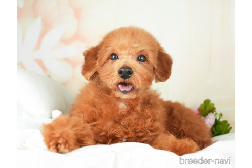 成約済の千葉県のトイプードル-272155の4枚目