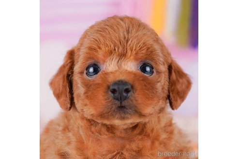 成約済の千葉県のトイプードル-272158の1枚目