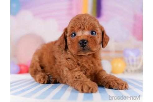 成約済の千葉県のトイプードル-272158の3枚目