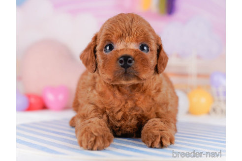 成約済の千葉県のトイプードル-272158の4枚目