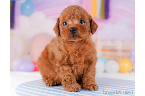 成約済の千葉県のトイプードル-272158の5枚目