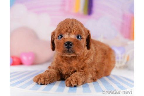 成約済の千葉県のトイプードル-272158の6枚目