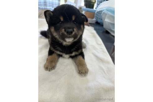 成約済の千葉県の柴犬-270259の25枚目