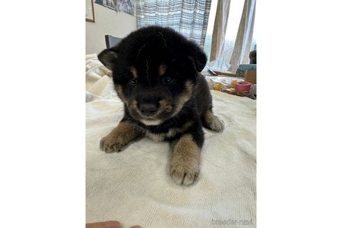 成約済の千葉県の柴犬-270259の24枚目
