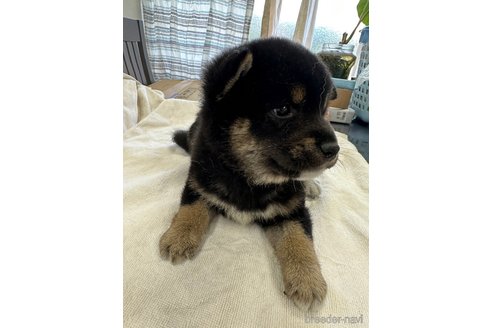 成約済の千葉県の柴犬-270259の23枚目