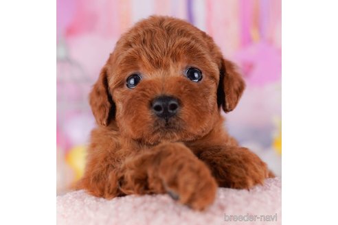 成約済の千葉県のトイプードル-272245