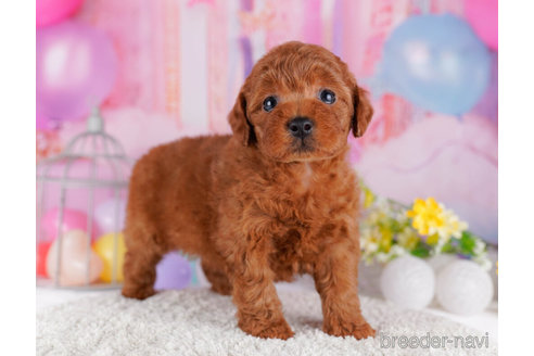 成約済の千葉県のトイプードル-272245の5枚目