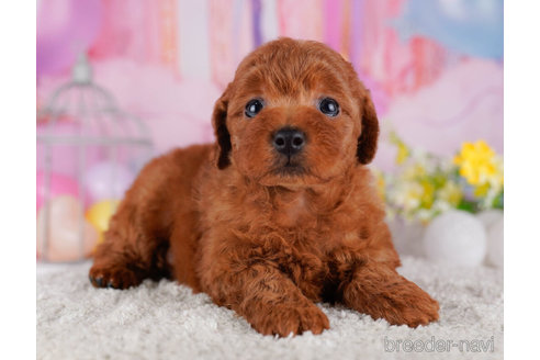 成約済の千葉県のトイプードル-272245の6枚目