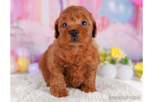 成約済の千葉県のトイプードル-272245の3枚目