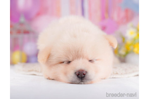 成約済の千葉県のミックス犬-272247の3枚目