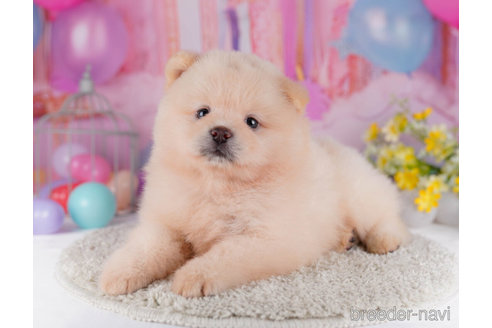 成約済の千葉県のミックス犬-272247の4枚目