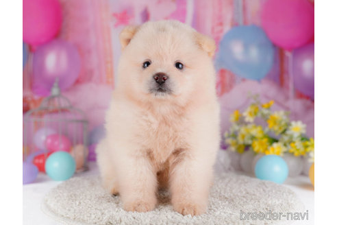 成約済の千葉県のミックス犬-272247