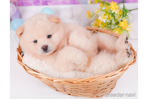 成約済の千葉県のミックス犬-272247の6枚目