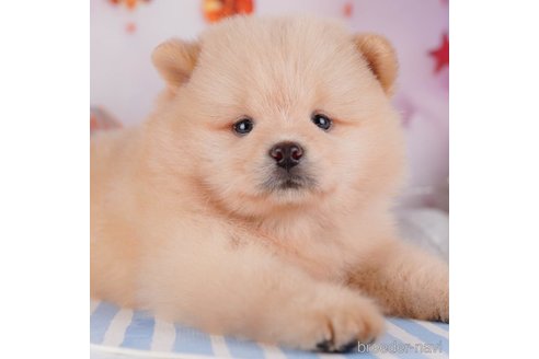 成約済の千葉県のミックス犬-272252