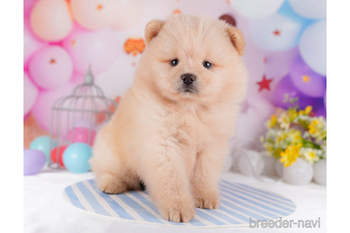 成約済の千葉県のミックス犬-272252の3枚目