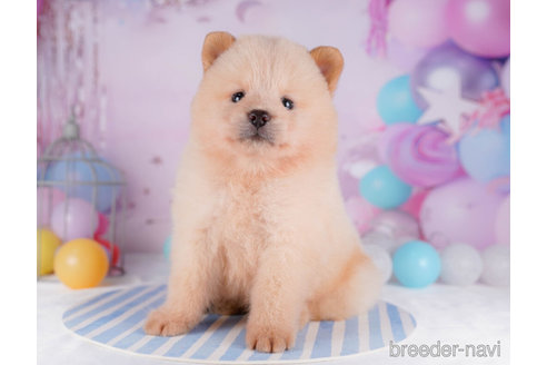 成約済の千葉県のミックス犬-272254