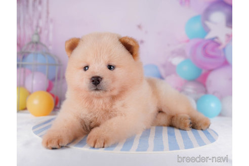 成約済の千葉県のミックス犬-272254の3枚目