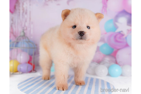 成約済の千葉県のミックス犬-272254の4枚目