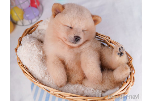 成約済の千葉県のミックス犬-272254の5枚目