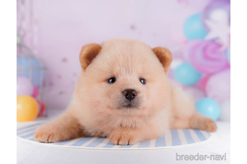 成約済の千葉県のミックス犬-272254の6枚目