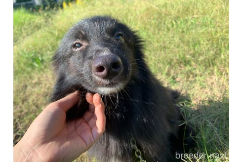 成約済の東京都のミックス犬-234763の7枚目