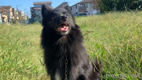 成約済の東京都のミックス犬-234763の5枚目