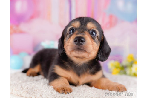 成約済の千葉県のカニンヘンダックスフンド(ロングヘアード)-272259の6枚目