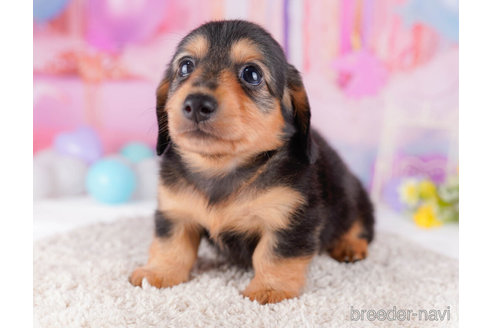 成約済の千葉県のカニンヘンダックスフンド(ロングヘアード)-272259の5枚目