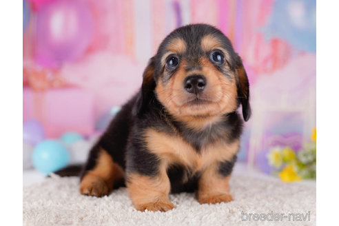 成約済の千葉県のカニンヘンダックスフンド(ロングヘアード)-272259の4枚目