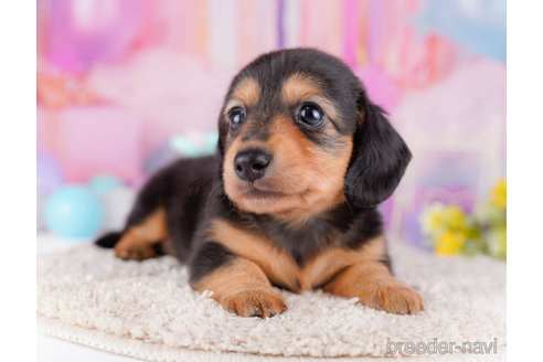 成約済の千葉県のカニンヘンダックスフンド(ロングヘアード)-272259の3枚目