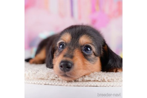 成約済の千葉県のカニンヘンダックスフンド(ロングヘアード)-272259の1枚目