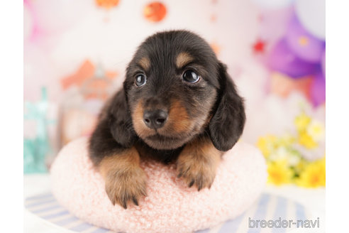 成約済の千葉県のカニンヘンダックスフンド(ロングヘアード)-272260の1枚目