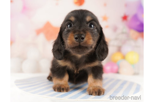 成約済の千葉県のカニンヘンダックスフンド(ロングヘアード)-272260の6枚目