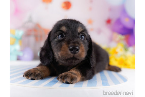成約済の千葉県のカニンヘンダックスフンド(ロングヘアード)-272260の5枚目