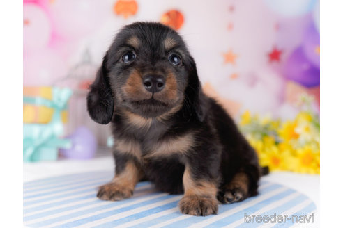成約済の千葉県のカニンヘンダックスフンド(ロングヘアード)-272260の4枚目