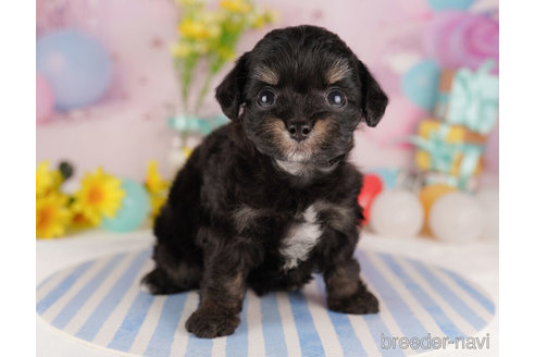 成約済の千葉県のチワプー:チワワ×トイプードル-272266の6枚目