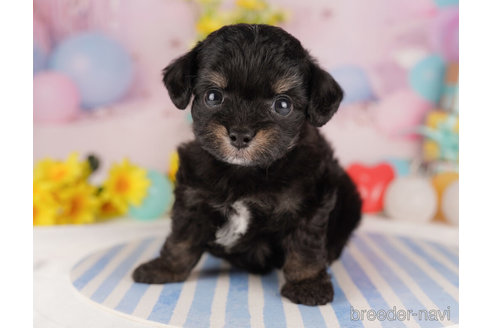 成約済の千葉県のチワプー:チワワ×トイプードル-272266の5枚目