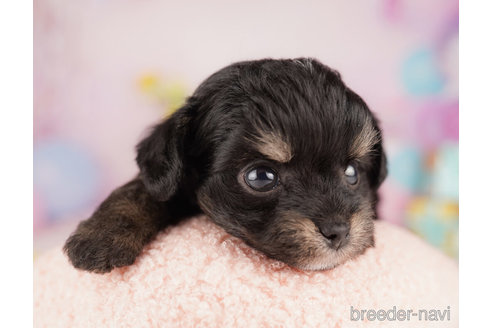 成約済の千葉県のチワプー:チワワ×トイプードル-272266の4枚目