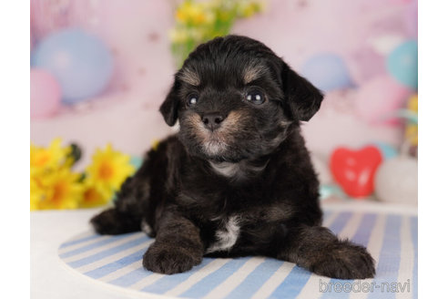 成約済の千葉県のチワプー:チワワ×トイプードル-272266の3枚目