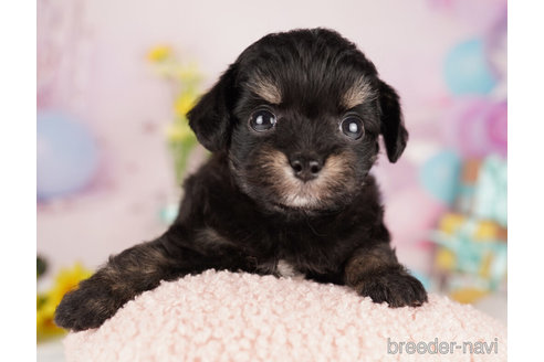 成約済の千葉県のチワプー:チワワ×トイプードル-272266の1枚目