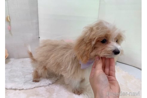 成約済の東京都のマルプー:マルチーズ×トイプードル-255977の3枚目