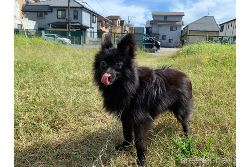 成約済の東京都のミックス犬-234749の16枚目