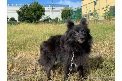 成約済の東京都のミックス犬-234749の10枚目