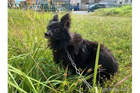成約済の東京都のミックス犬-234749の14枚目