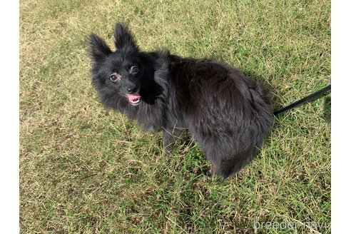 成約済の東京都のミックス犬-234749の10枚目