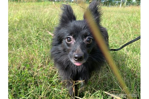 成約済の東京都のミックス犬-234749の12枚目