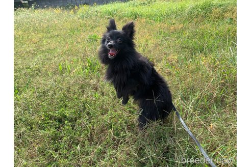 成約済の東京都のミックス犬-234749の15枚目